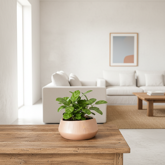 Porta Macetero Cerámica Porta Macetero Frank Home Chile